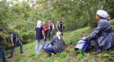 Giresun İl Tarım Müdürü Yılmaz, Bayazıt Mahallesi’nde Fındık Hasadı Yapan Üreticileri Ziyaret Etti