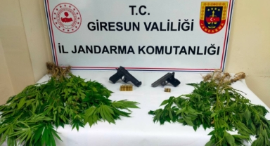 Giresun Jandarması’ndan Uyuşturucuya Darbe: Aydındere’de Baskın! 45 Kök Kenevir Ele Geçirildi