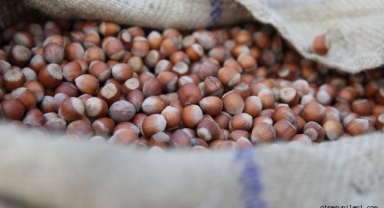 Giresun Milletvekili Temür’den 2025 Fındık Fiyatları Değerlendirmesi: Tarihi Rekor Kırıldı