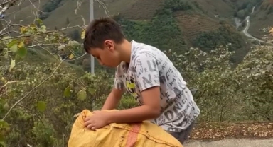 Giresunlu küçük Talha fındığını Gazze için topluyor