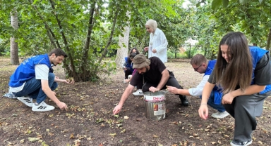 Gönüllü gençler fındık hasadı yaptı