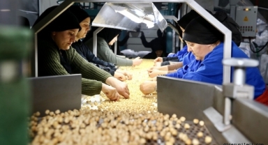 Karadeniz’den Dünya Pazarına: Fındık İhracatında Rekor Gelir