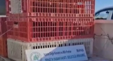 Kene ile mücadele için doğaya 200 çil keklik salındı