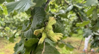 ‘Made In Giresun’ UR-GE Projesiyle Giresun Fındığı Dünya Pazarlarına Açılıyor