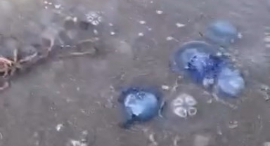 Mavi denizanaları o sahili sardı!