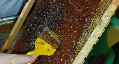 Ordulu arıcılar bal hasadına başladı