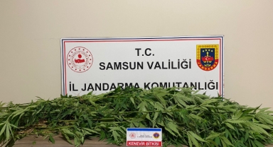 Ormanlık alana kenevir eken şüpheli suçüstü yakalandı