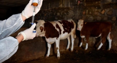 Şap Hastalığı Kontrol Altında: Tarım Bakanlığı Aşılama Çalışmalarını Hızlandırdı