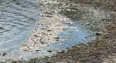 Su seviyesi azalan gölette balıklar telef oldu 