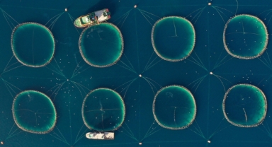 Su ürünlerinde üretim planlamasında olan tür sayısı 16'ya çıktı