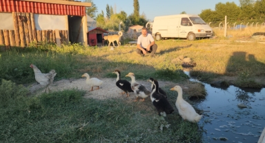 Tavuğun ördek yavrularına annelik yapması gülümsetiyor