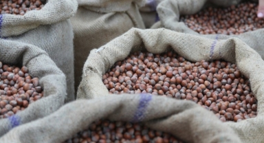 TMO Giresun'da Fındık Alım Kampanyasını Başlattı 