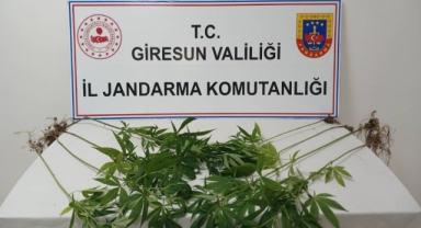 Yağlıdere’de Uyuşturucu Operasyonu: 8 Kök Kenevir Ele Geçirildi