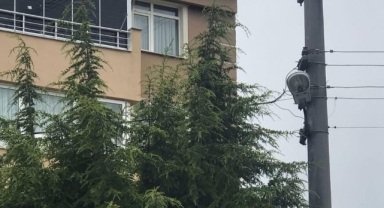 Ağaçların içinden geçen elektrik telleri tehlike saçıyor