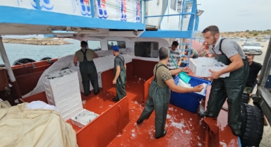 Balık fiyatları 1 ay sonra ucuzlayacak
