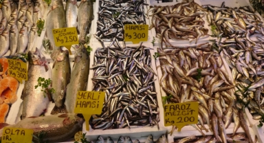 Balıkçı palamuttan umudunu kesti, hamsi ve istavrit ile teselli buluyor