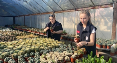 Bitkiler Temiz, Seralar Güvende: Giresun’da Binlerce Kaktüs ve Sukulent Mercek Altına Alındı