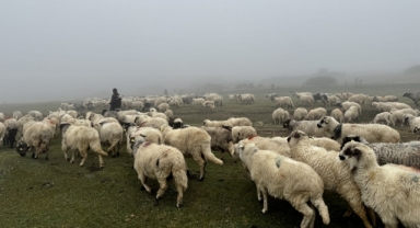 Dönüş Başladı! Giresun’un O Yaylasında Sisli Yolculuk