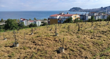 Dünya Fındığı Giresun'da Şekilleniyor! Klonlama ve Modern Tekniklerle Verim Artıyor