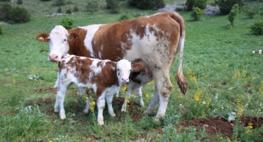 Emeğe Destek, Üretime Güç! Giresun’da Yetiştiricilere Destek Yağmuru! 2025 Hayvancılık Destekleme Başvuruları Başladı