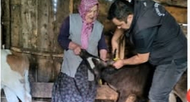 Espiye'de Şap Aşılama ve Küpeleme Çalışmaları Sürüyor