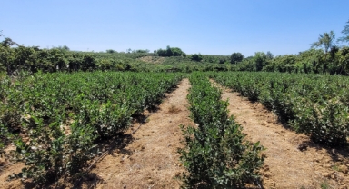 Fındığa allternatif aronya üretimi