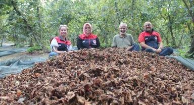 Fındıkta Hasat Filesi Desteğiyle Üretici Maliyetleri Azaldı, Kalite Arttı