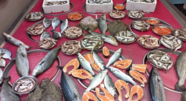 Giresun'da balık fiyatları bugün ne kadar?