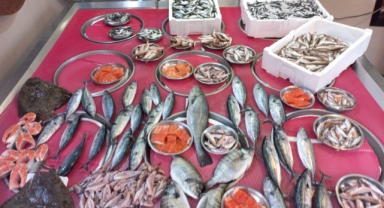 Giresun'da balık fiyatları bugün ne kadar?