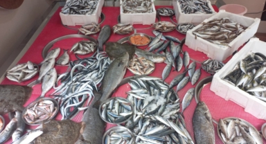 Giresun'da balık fiyatları bugün ne kadar?