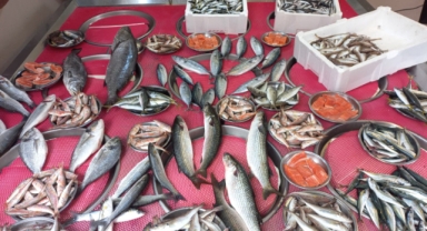 Giresun'da balık fiyatları bugün ne kadar?