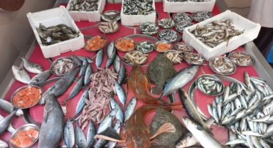 Giresun'da balık fiyatları bugün ne kadar?