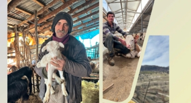 Giresun’da Buzağı/Malak, Kuzu/Oğlak ve Arılı Kovan Desteklemeleri Başladı! Son Başvuru Tarihi Ne Zaman?