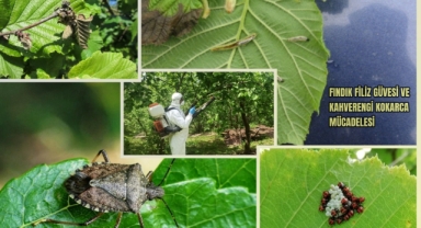 Giresun’da Fındık Filiz Güvesi ve Kahverengi Kokarca ile Mücadele Başladı