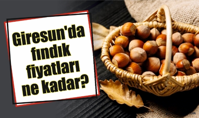 Giresun'da fındık fiyatları haftaya nasıl başladı? Fındık fiyatları ne kadar?