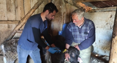 Giresun'da Hayvan Sağlığı Seferberliği: Şap Aşıları ve Küpeleme ile Hayvan Hastalıklarına Son!