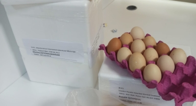 Giresun'da Hayvansal Gıdalara Sıkı Takip! Kalıntı Denetimleri Başladı