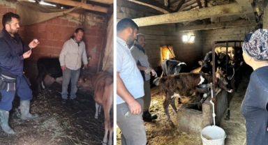 Giresun’da Şap Aşılama ve Küpeleme Çalışmaları Sürüyor