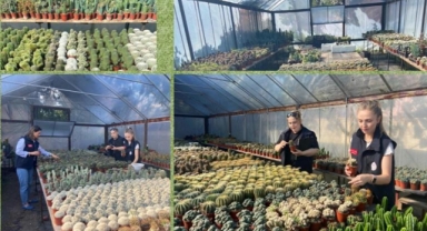 Giresun’da Seralara Yakın Takip: Süs Bitkileri Mercek Altında