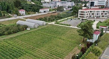 Giresun Fındık Araştırma Enstitüsü'nden Tarihi Proje: Don Dayanıklı Fındık Çeşitleri Yolda