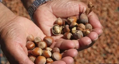 Giresun İl Tarım ve Orman Müdürlüğü'nden Fındık Zurufu Kullanımı Hakkında Önemli Uyarılar