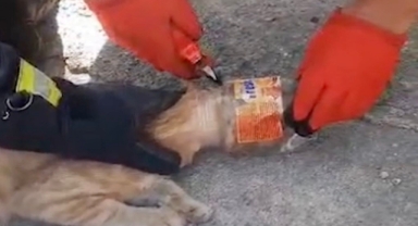 Kafası plastik kavanoza sıkışan kediyi itfaiye kurtardı