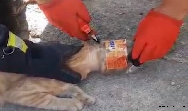 Kafası plastik kavanoza sıkışan kediyi itfaiye kurtardı