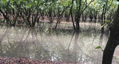 Karadeniz’de Şiddetli Yağış Fındık Hasadını Vurdu