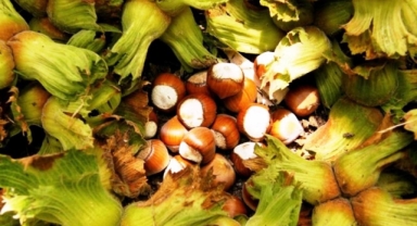 Karadeniz’e Rakip Geliyor... O Kentte Fındık Bahçesi Verim Rekoru Kırıyor!