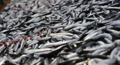 'Karadeniz fırtınası' balık tezgahlarını vurdu