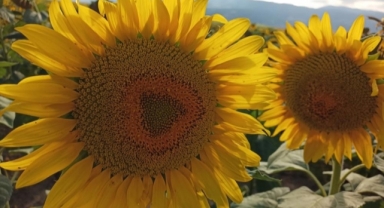 KARADENİZBİRLİK ayçiçeği ön alım fiyatı açıklandı!