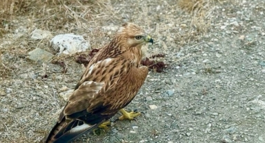 Kastamonu'da bulunan yaralı şahin tedavi altına alındı