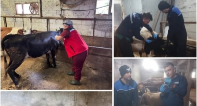 Keşap’ta Şap Aşısı Seferberliği: Küpeleme ile Hayvanlar Kayıt Altında