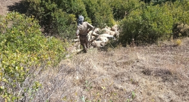 Koyun izdihamı: 29 hayvan telef oldu